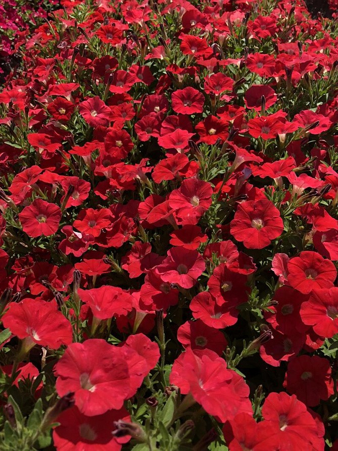 Партнер Петуния серия "Лагуна" БЕАТРИС F1 / многоцветковая каскадно-ампельная^(5шт в амп), изображение 1