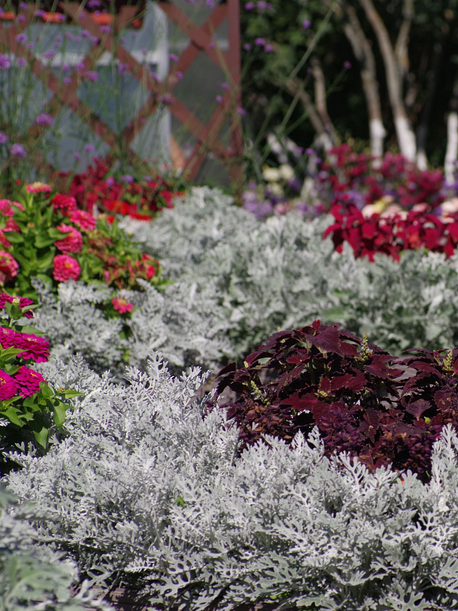 Партнер Цинерария Приморская СИЛЬВЕР ФРОСТ^(15шт в амп), изображение 3