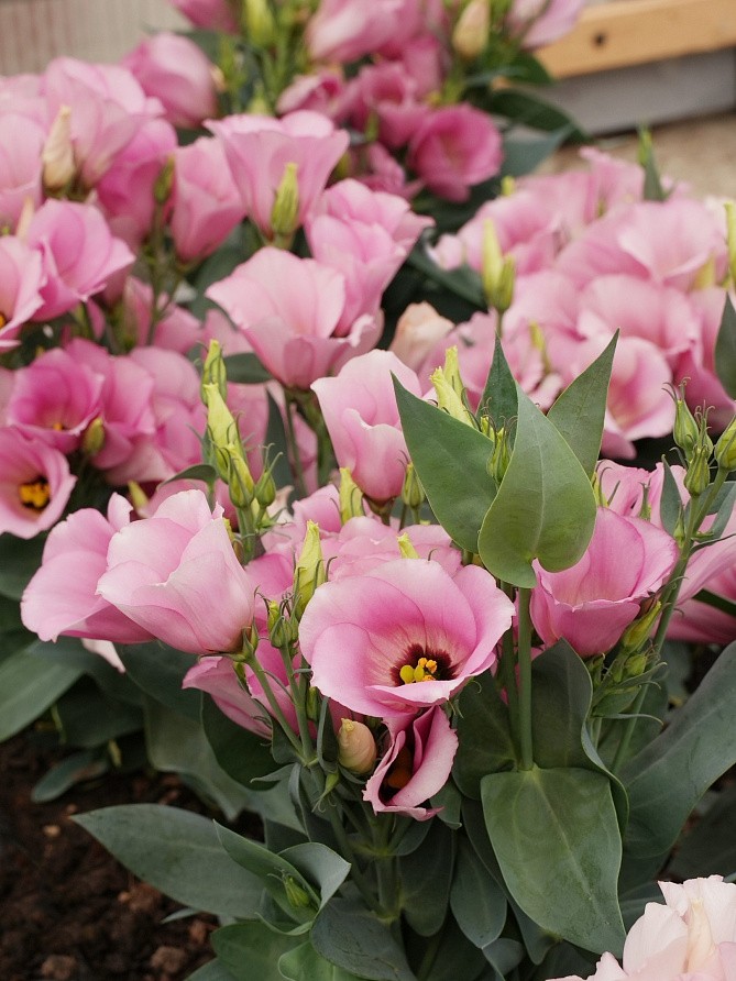 Партнер Эустома F1 карликовая МИСС МАЙЛИ ^(5шт в амп), изображение 3