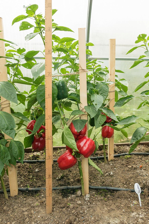 Партнер Перец ПАРТНЕР F1 ^(5шт) 2-ной пак, изображение 5