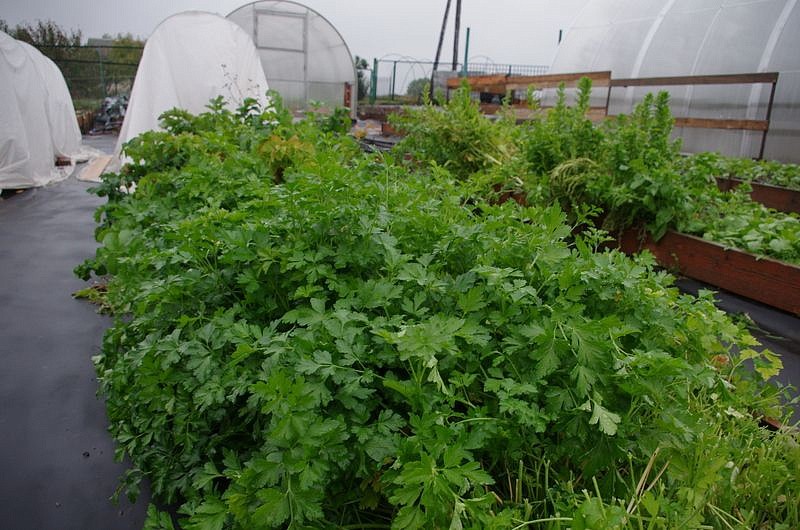 Партнер Петрушка листовая РИАЛТО ^(2г), изображение 3