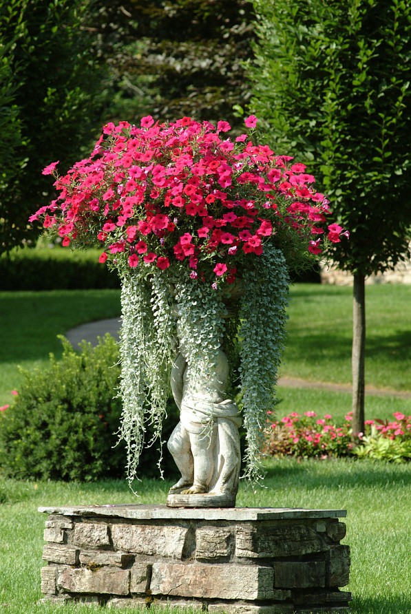 Партнер Петуния F1 серия ТАЙДЕЛ ВЭЙВ ЧЕРРИ/ многоцветковая ампельная ^(5шт в амп), изображение 1