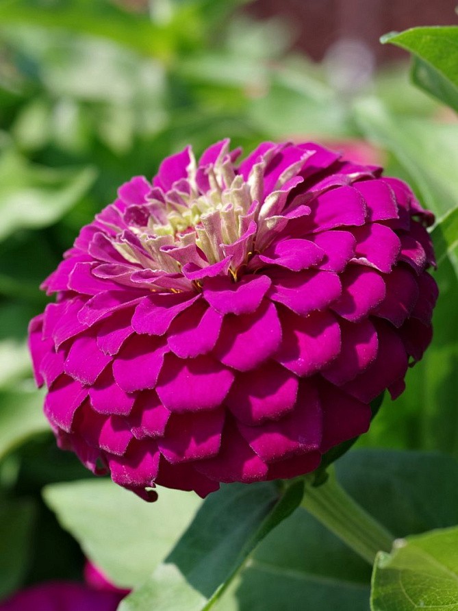 Партнер Цинния F1 ВИЗАНТИЙСКИЙ ПУРПУР / георгиновидная ^(4шт) , изображение 3