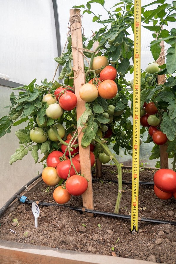 Партнер Томат ДЕРЕВЕНСКИЙ F1 ^(10шт) 2-ной пак, изображение 5