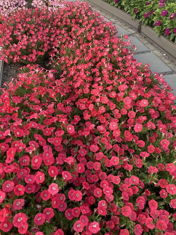 Партнер Петуния серия "Мими" СТЕФАНИЯ F1 / многоцветковая каскадная^(5шт в амп), изображение 4