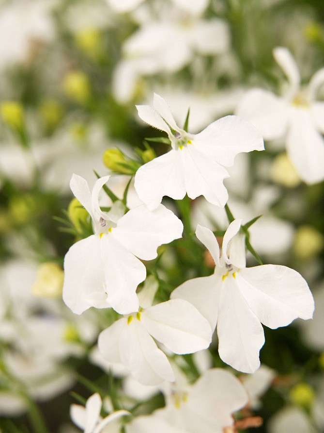 Партнер Лобелия ампельная РЕГАТТА УАЙТ ^(10шт в амп), изображение 1