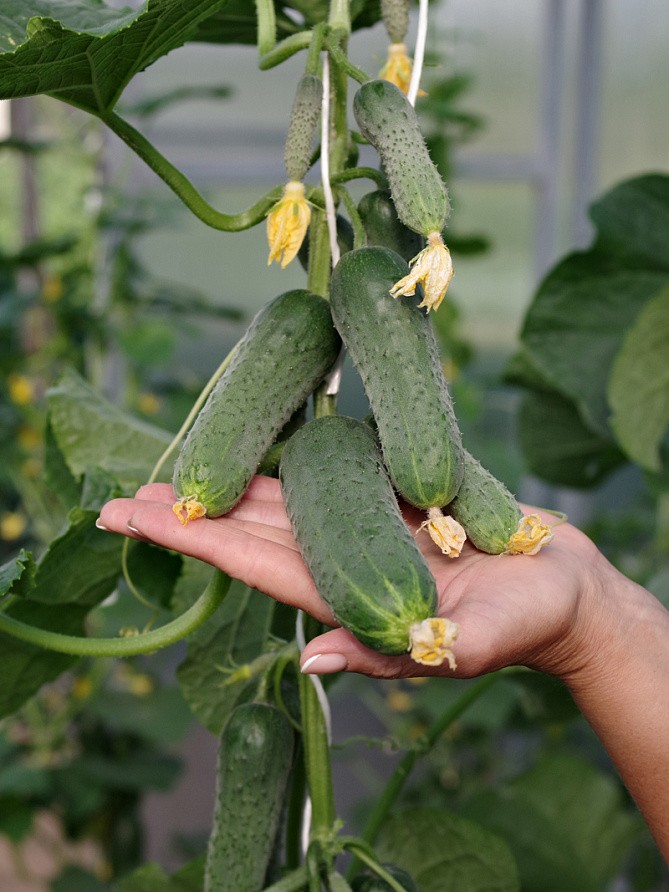 Партнер Огурец ФУЛ ХАУС F1 ^(5шт), изображение 1