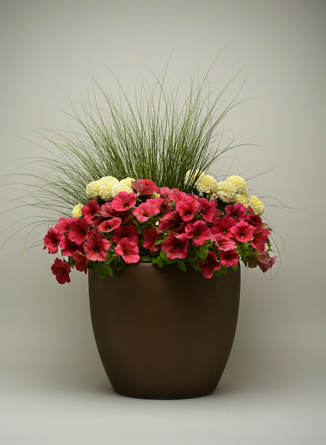 Партнер Петуния F1 серия ИЗИ ВЭЙВ БЕРРИ ВЕЛЮР/ многоцветковая каскадно-ампельная ^(5шт в амп), изображение 3