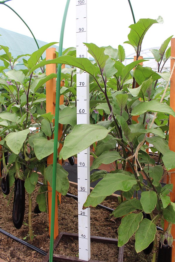 Партнер Баклажан ВАЛЕНТИНА F1 ^(10шт) 2-ной пак, изображение 4