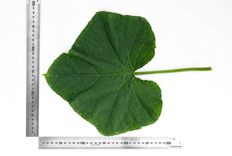 Партнер Огурец ПАСАЛИМО F1 ^(5шт), изображение 3