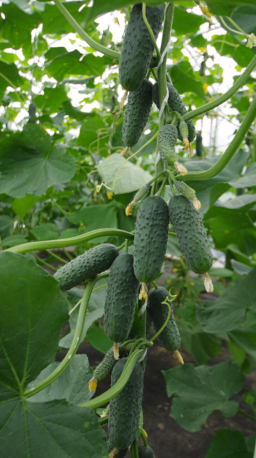 Партнер Огурец ПЛАТОША F1 ^(5шт), изображение 2