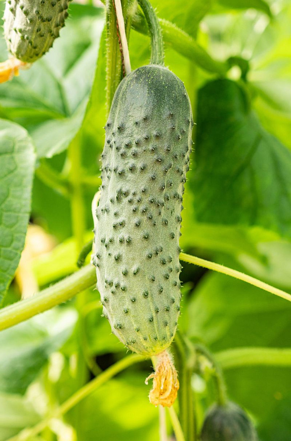 Партнер Огурец ГЕРМАН F1 ^(5шт), изображение 2