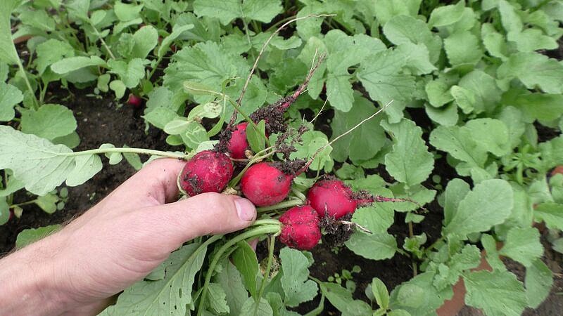 Партнер Редис СЕЛЕСТА F1 ^(1г), изображение 6