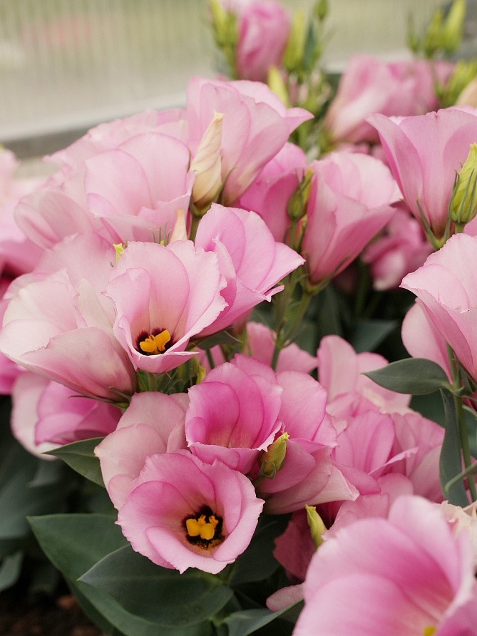 Партнер Эустома F1 карликовая МИСС МАЙЛИ ^(5шт в амп), изображение 1