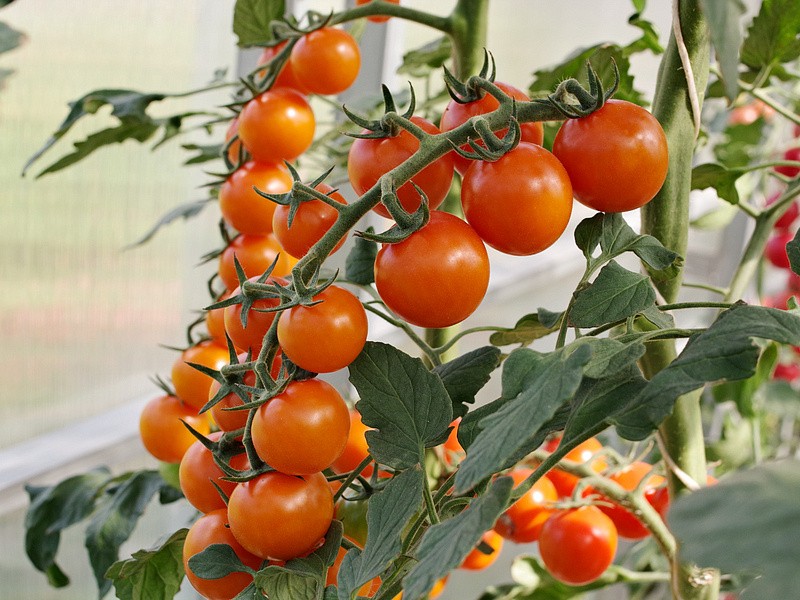 Партнер Томат РЫЖИЙ ФЕРМЕР F1 ^(5шт) 2-ной пак, изображение 3