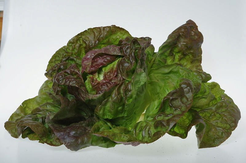 Партнер Салат кочанный РОЗМАРИ ^(1г), изображение 3