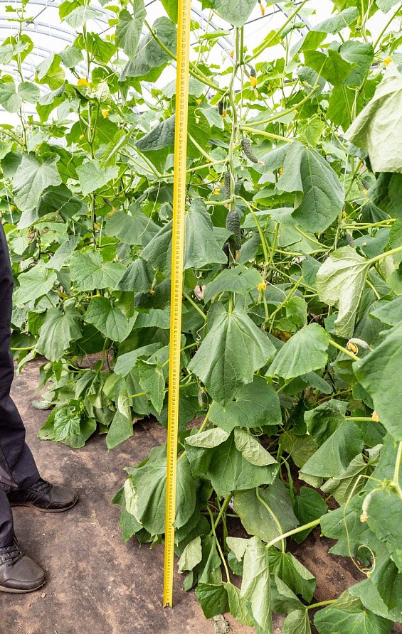 Партнер Огурец БЬЕРН F1 ^(5шт), изображение 1