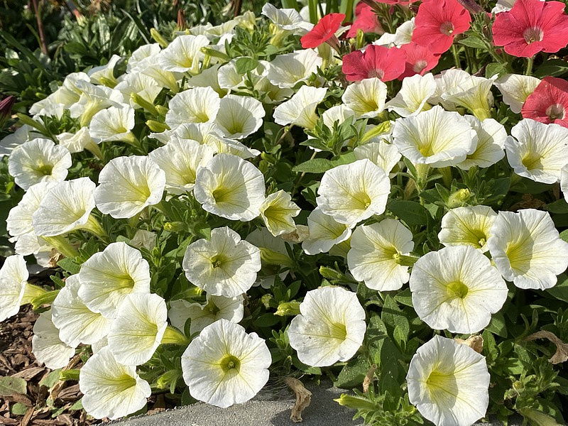 Партнер Петуния серия "Лагуна" АНТУАНЕТТА F1 / многоцветковая каскадно-ампельная^(5шт в амп), изображение 5