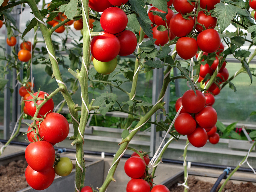 Партнер Томат АХМАР F1 ^(5шт) 2-ной пак, изображение 6