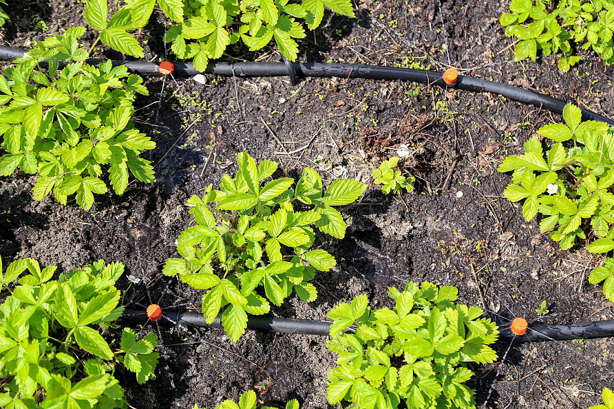 Микродождевой полив кустарников и деревьев Жук 40 растений, изображение 4