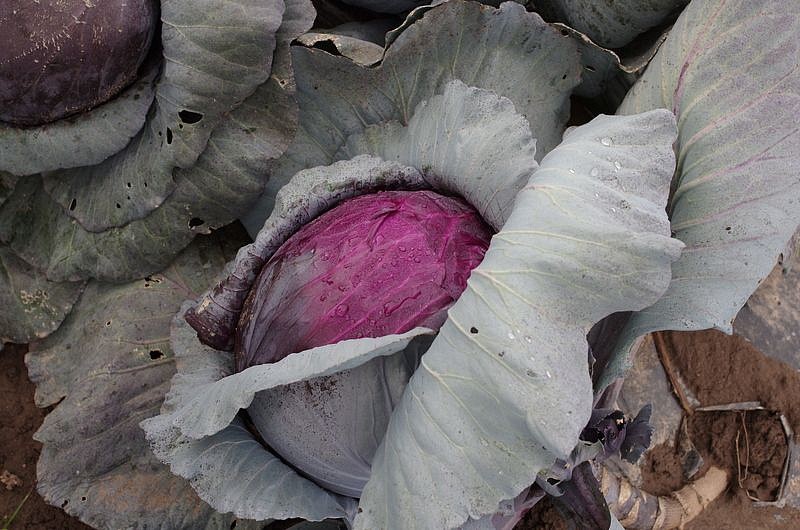 Партнер Капуста кр/к БЕНЕФИС F1 ^(0,3г), изображение 2