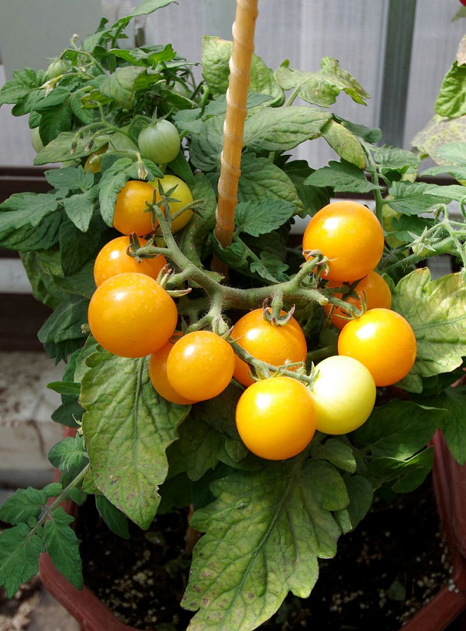 Партнер Томат БАЛКОННОЕ ЧУДО (желтый) ^(0,05г) 2-ной пак, изображение 1