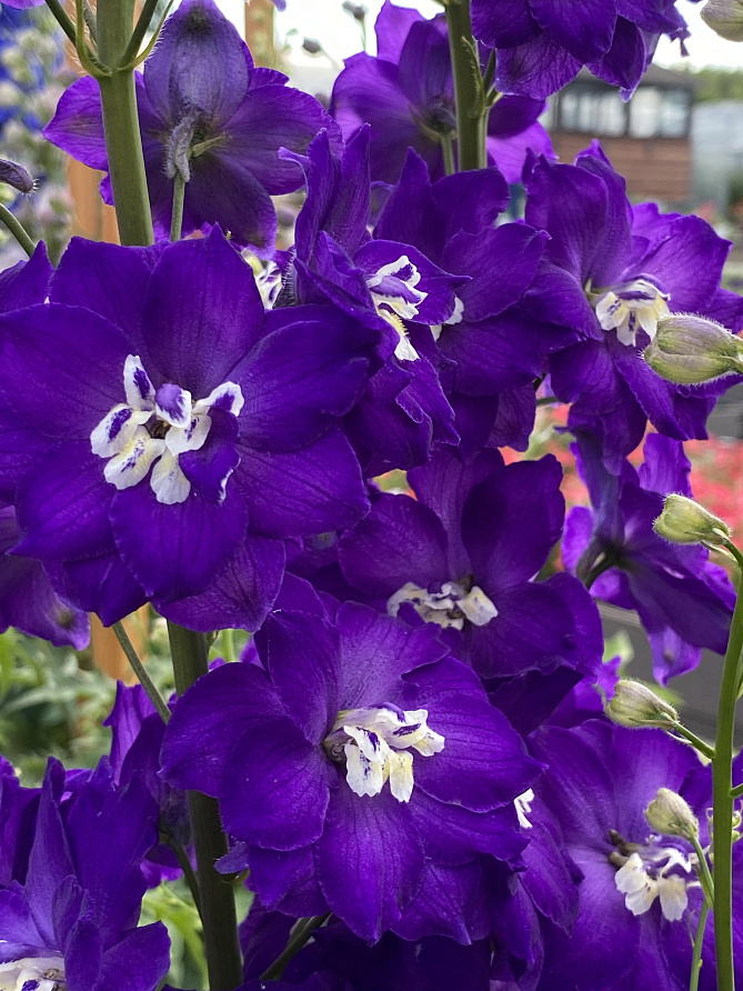 Партнер Дельфиниум F1 новозеландский ПЕРПЛ ПЕЙШН ^(3шт), изображение 4