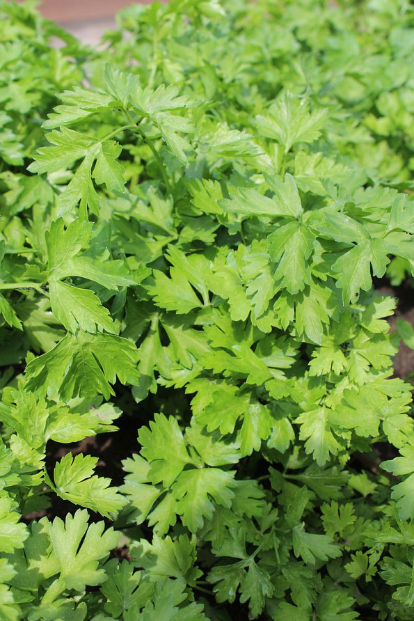 Партнер Петрушка листовая КАРНАВАЛ ^(2г), изображение 1