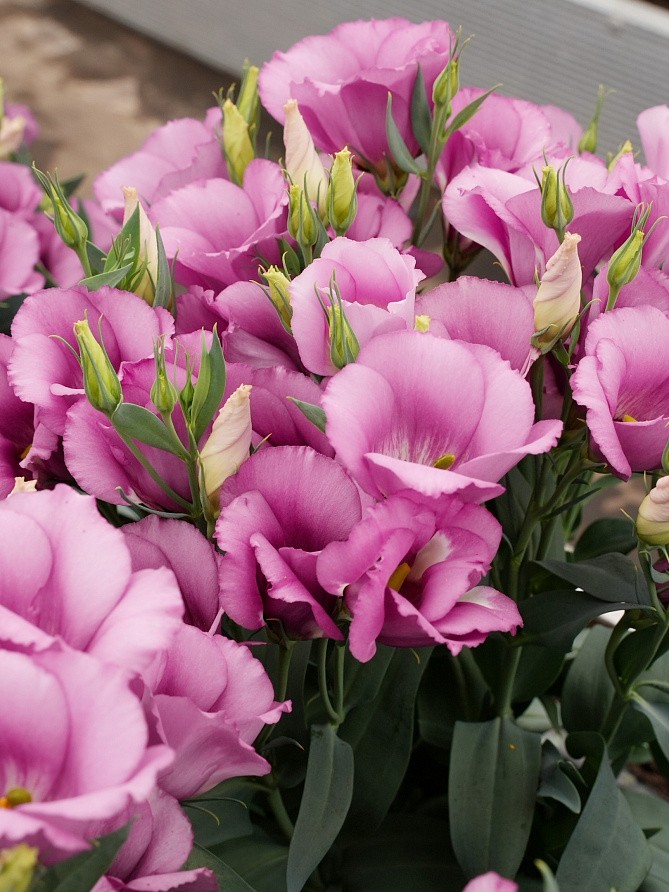 Партнер Эустома F1 карликовая МИСС ШАРЛИ ^(5шт в амп), изображение 2