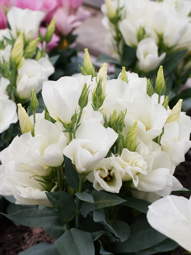 Партнер Эустома F1 карликовая МИСС ЭБОНИ БЬЮТИ ^(5шт в амп), изображение 1