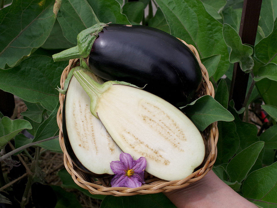 Партнер Баклажан ХУЛИГАН F1 ^(10шт) 2-ной пак, изображение 4