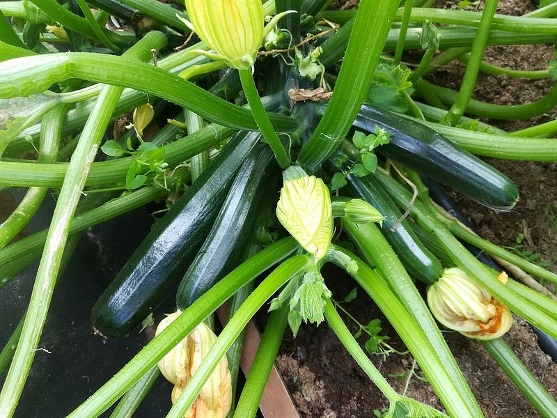 Партнер Кабачок цуккини НЕФРИТ ^(10шт), изображение 5