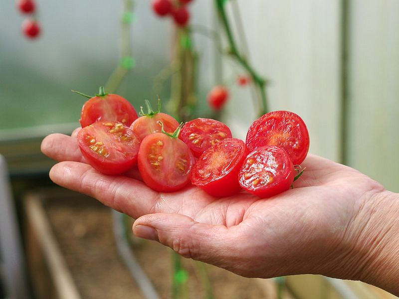 Партнер Томат ЗИМНЯЯ ВИШНЯ F1 ^(10шт) 2-ной пак, изображение 4