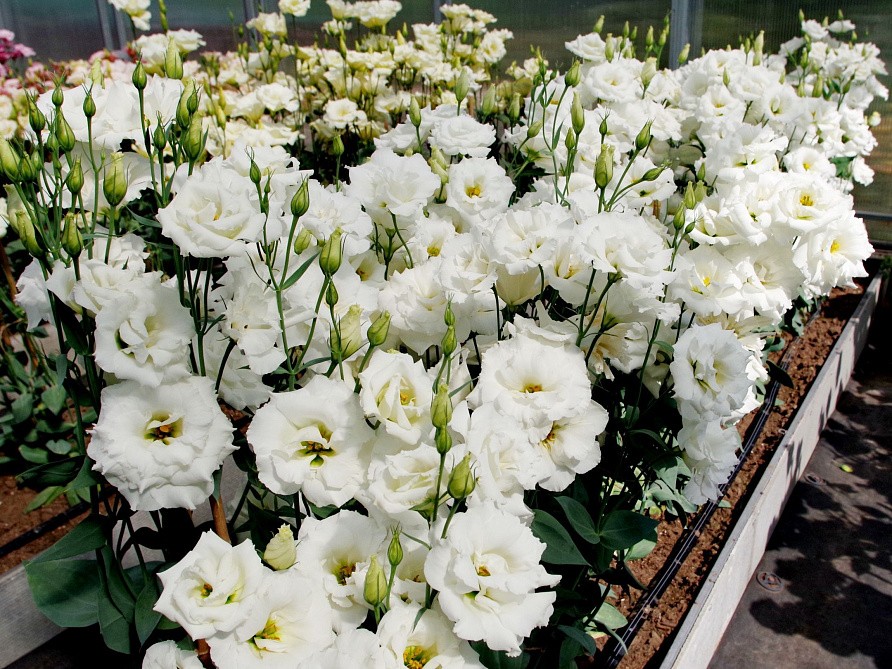 Партнер Эустома F1 срезочная махровая МАДАМ ЛОРЕН ^(5шт в амп), изображение 5