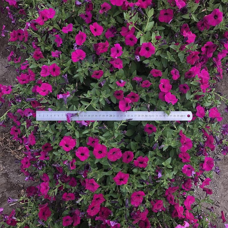 Партнер Петуния серия "Амбре" ЭЛОИЗ F1 / многоцветковая каскадная^(5шт в амп), изображение 5