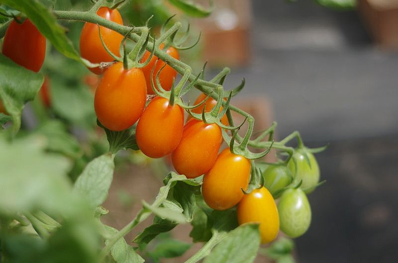 Партнер Томат Черри ЛЯ МУР F1 ^(5шт) 2-ной пак, изображение 4