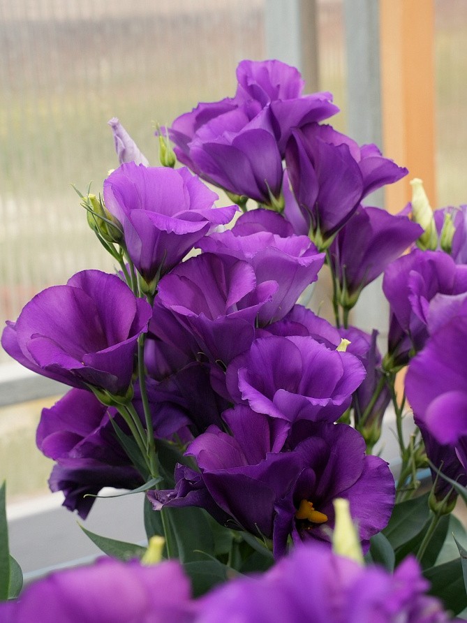 Партнер Эустома F1 карликовая МИСС БЕТТИ ^(5шт в амп), изображение 4