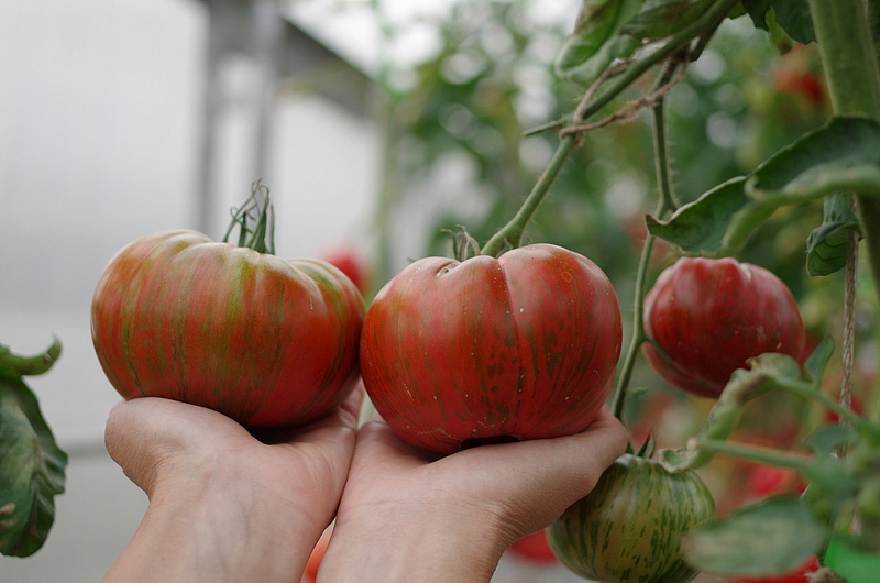 Партнер Томат ПОЛОСАТЫЙ ШОКОЛАД ^(10шт) 2-ной пак, изображение 5