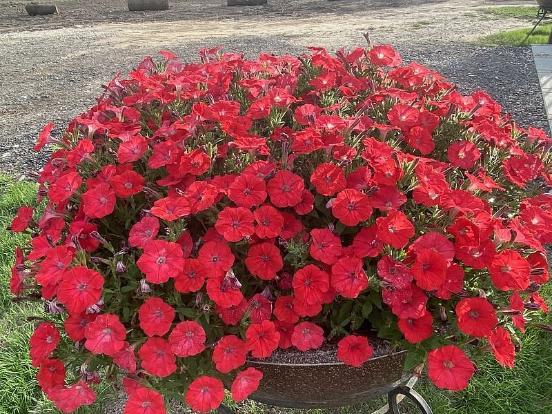 Партнер Петуния серия "Лагуна" БЕАТРИС F1 / многоцветковая каскадно-ампельная^(5шт в амп), изображение 2