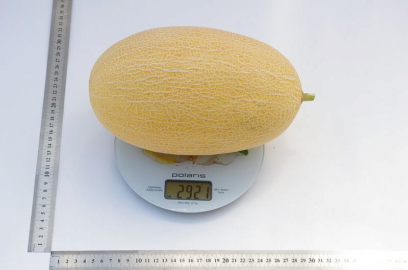 Партнер Дыня БАГИРА F1 ^(5шт) 2-ной пак, изображение 6