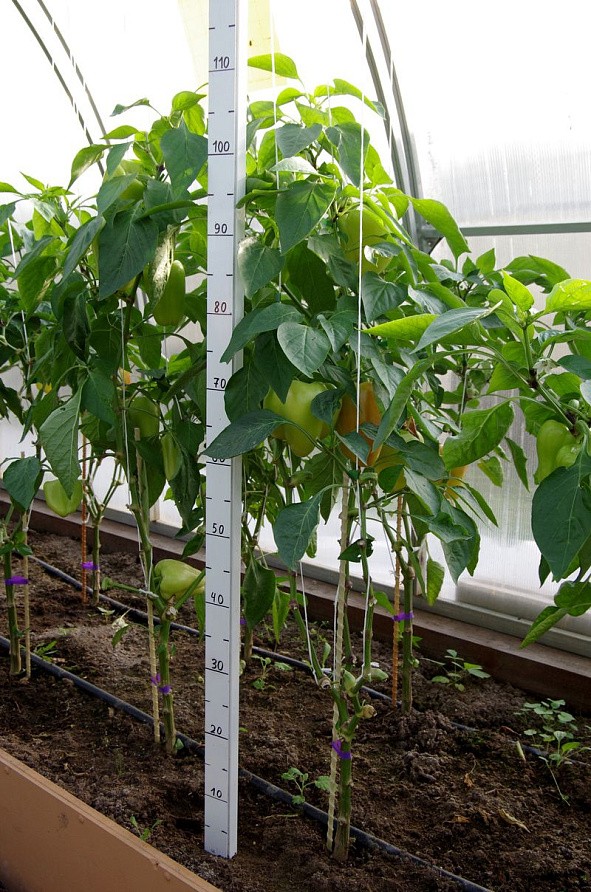 Партнер Перец РЕГОР F1 ^(5шт) 2-ной пак, изображение 6