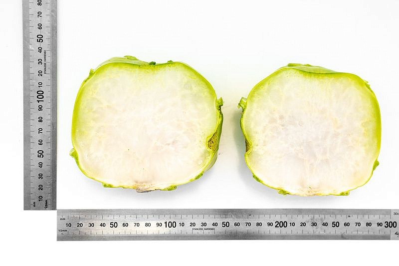 Партнер Капуста кольраби КОРИСТ F1 ^(10шт), изображение 4