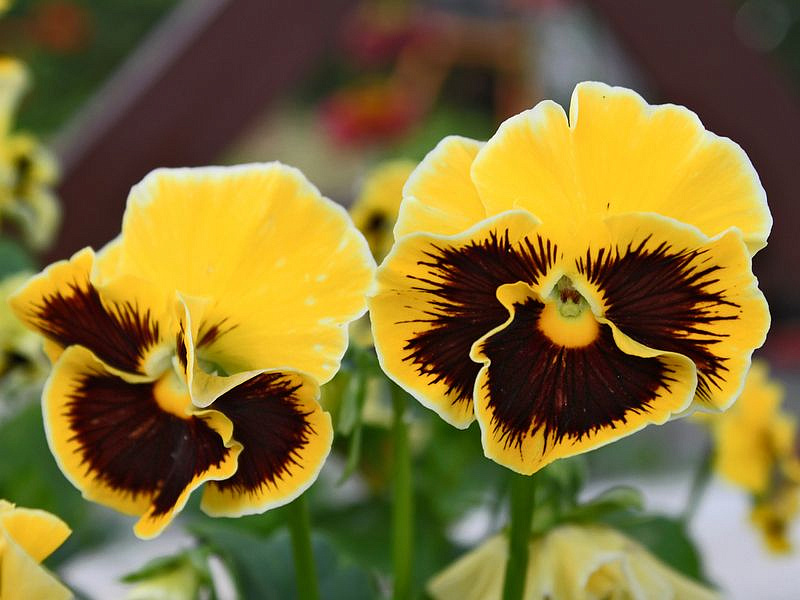 Партнер Виола F1 бахромчатая серия "Танго-манго" КАН КАН ^(5шт) 2-ной пак, изображение 5