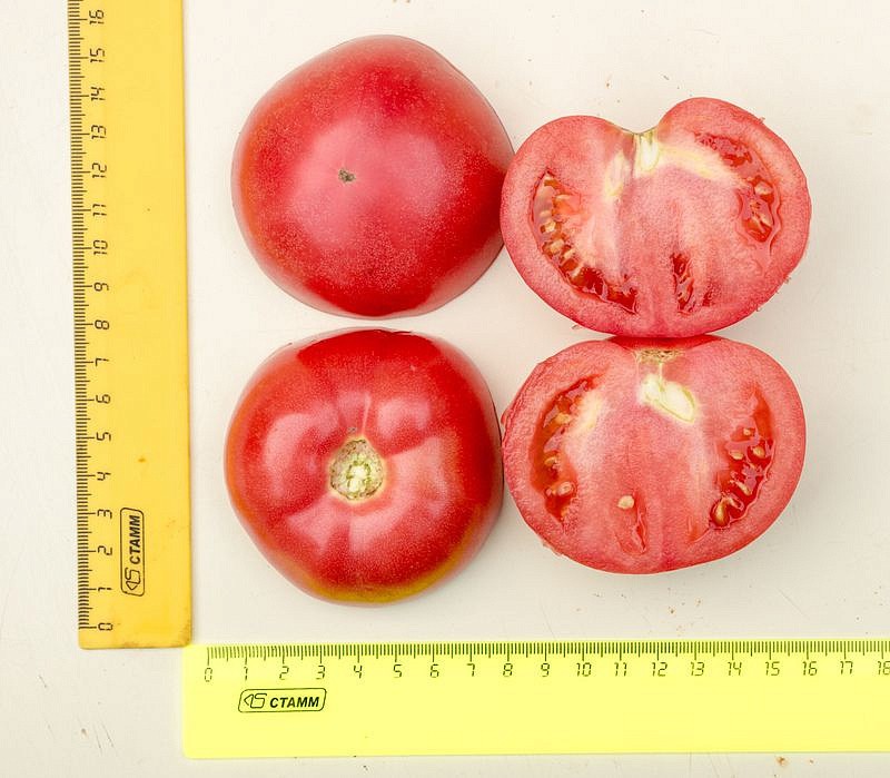 Партнер Томат ФАМИЛИЯ F1 ^(10шт) 2-ной пак, изображение 2