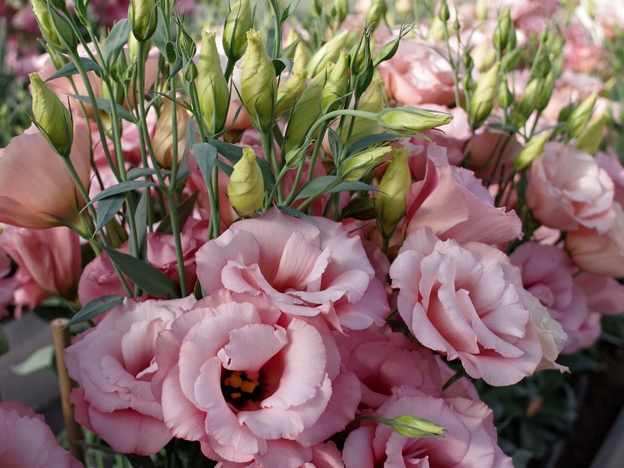 Партнер Эустома F1 срезочная махровая МАДАМ ШАНТАЛЬ ^(5шт в амп), изображение 5