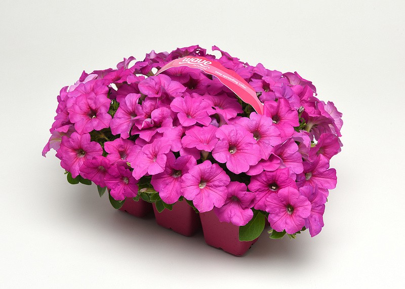 Партнер Петуния F1 серия ИЗИ ВЭЙВ НЕОН РОУЗ/ многоцветковая каскадно-ампельная ^(5шт в амп), изображение 4