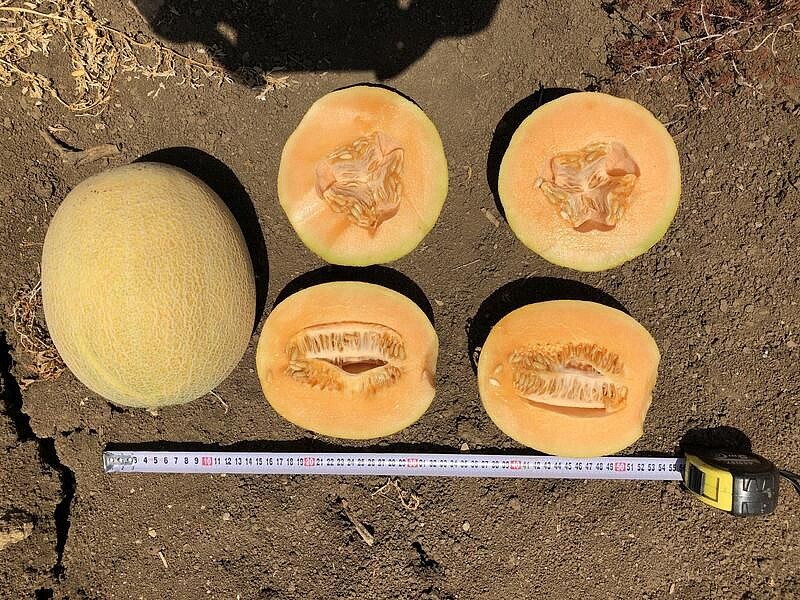 Партнер Дыня НИМФА F1 ^(5шт) 2-ной пак, изображение 2