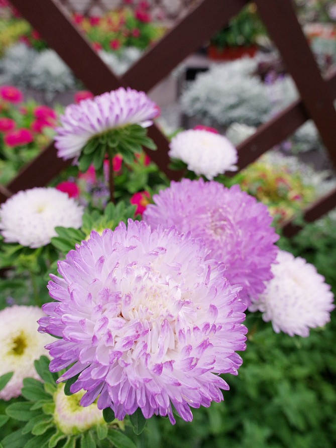 Партнер Астра китайская ЗАЧАРОВАННАЯ ^(5шт в амп), изображение 3