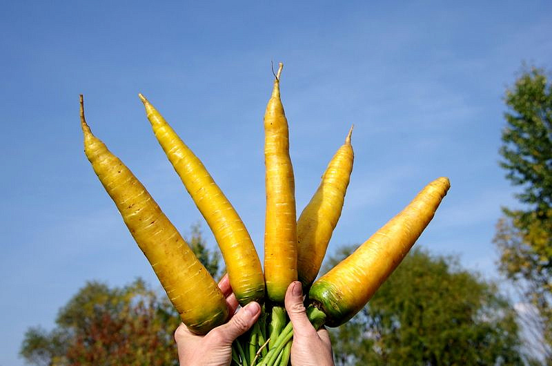 Партнер Морковь столовая ЕЛЛОУСТОУН ^(0,5г), изображение 6