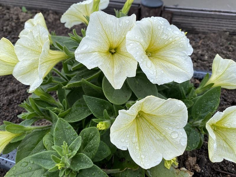 Партнер Петуния серия "Лулу" ЛАЙМЛАЙТ F1 / крупноцветковая каскадная^(5шт в амп), изображение 4